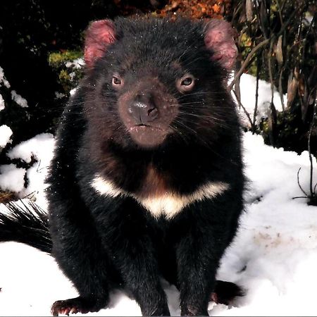 Wombat Cabin Villa Moina Bagian luar foto