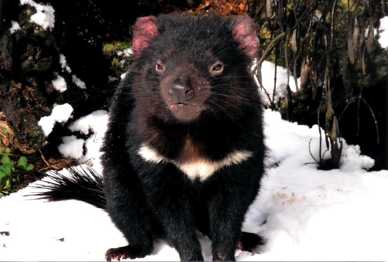 Wombat Cabin Villa Moina Bagian luar foto