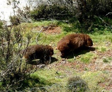 Wombat Cabin Villa Moina Bagian luar foto