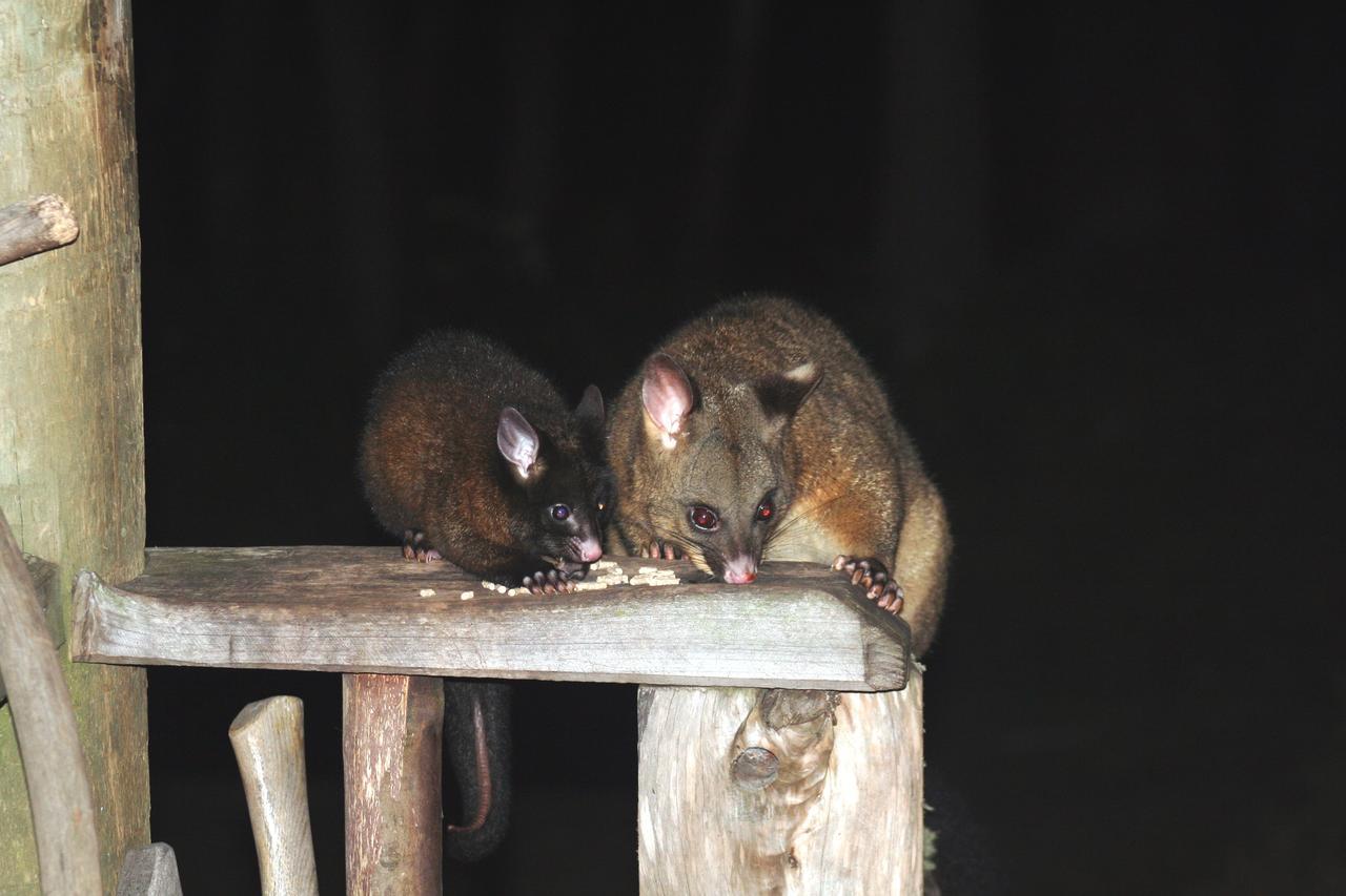 Wombat Cabin Villa Moina Bagian luar foto