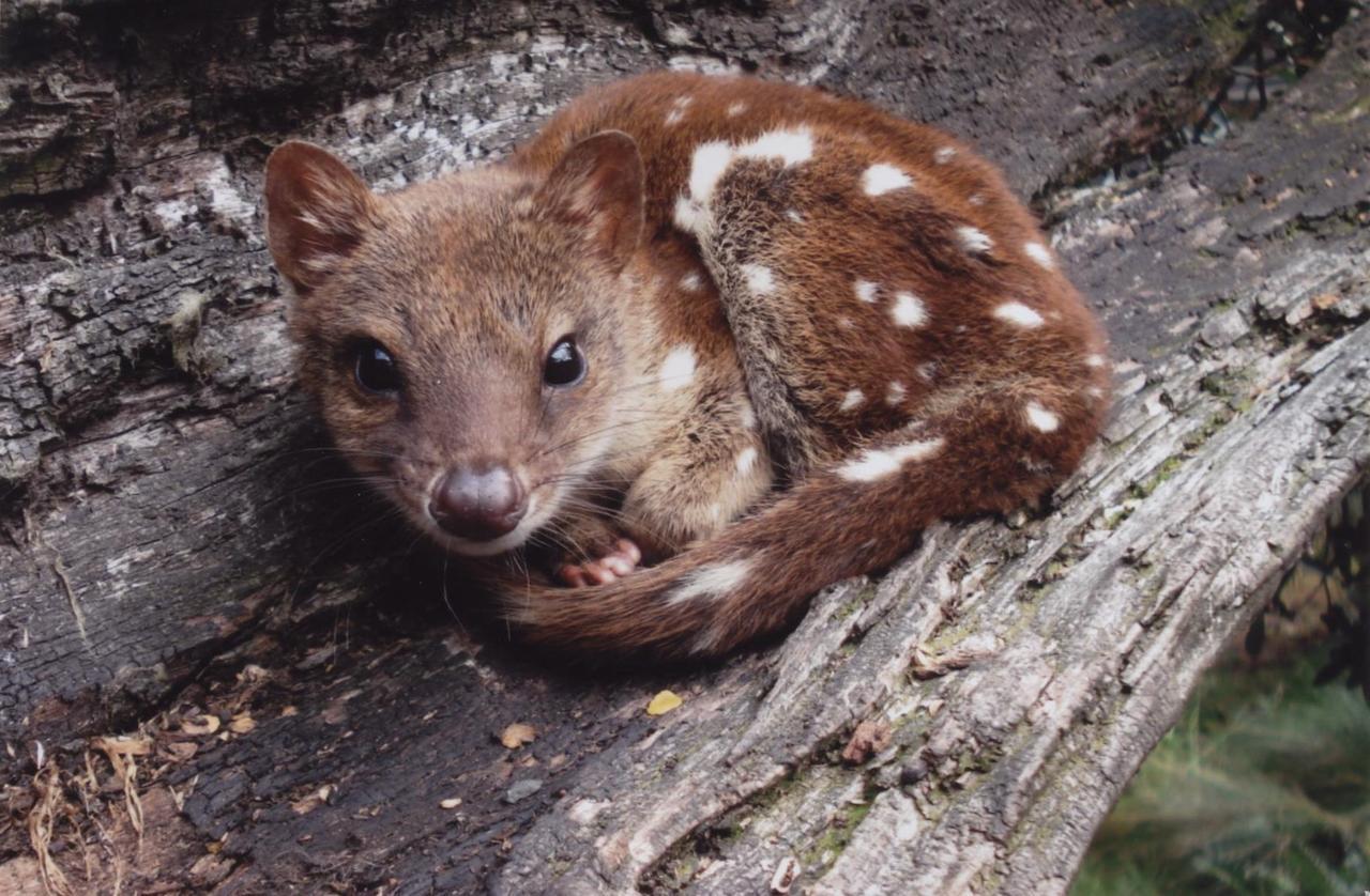 Wombat Cabin Villa Moina Bagian luar foto