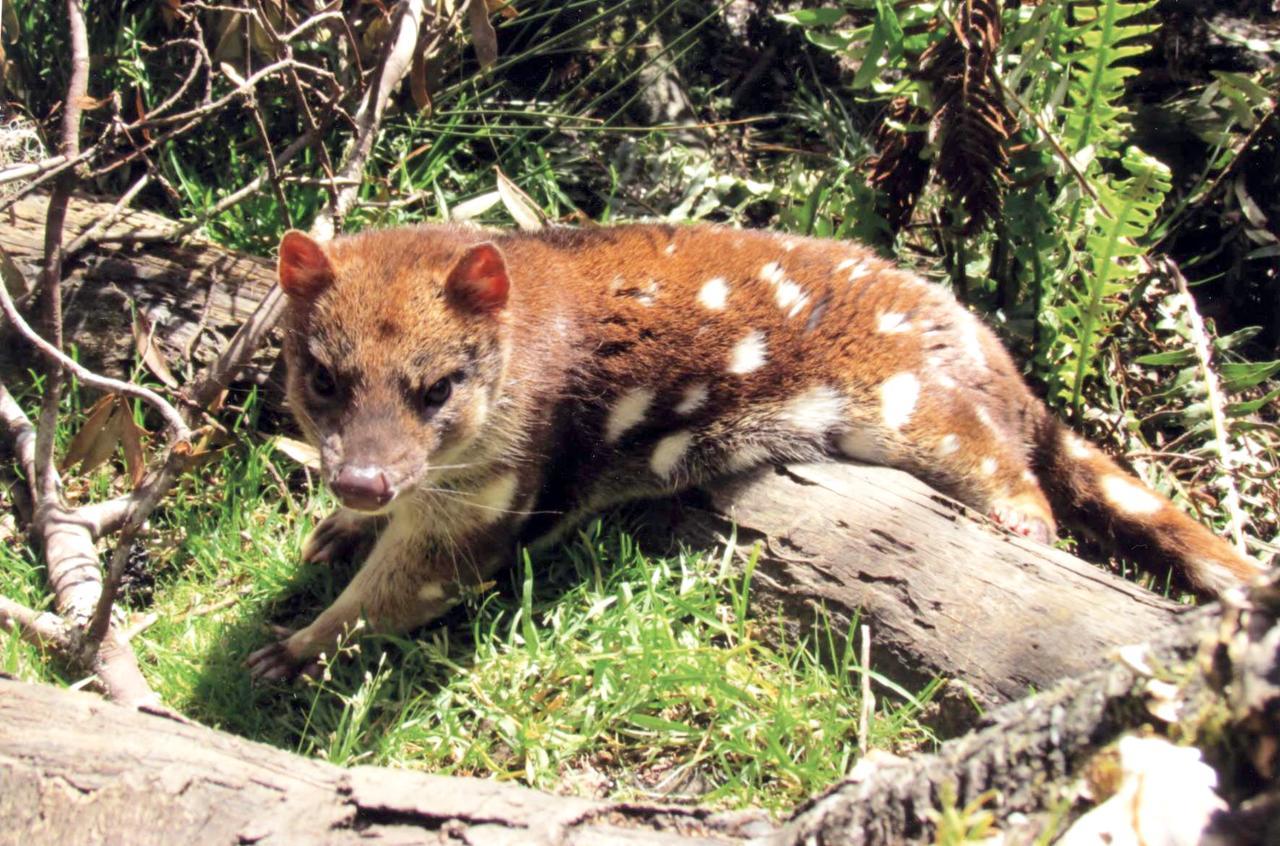 Wombat Cabin Villa Moina Bagian luar foto