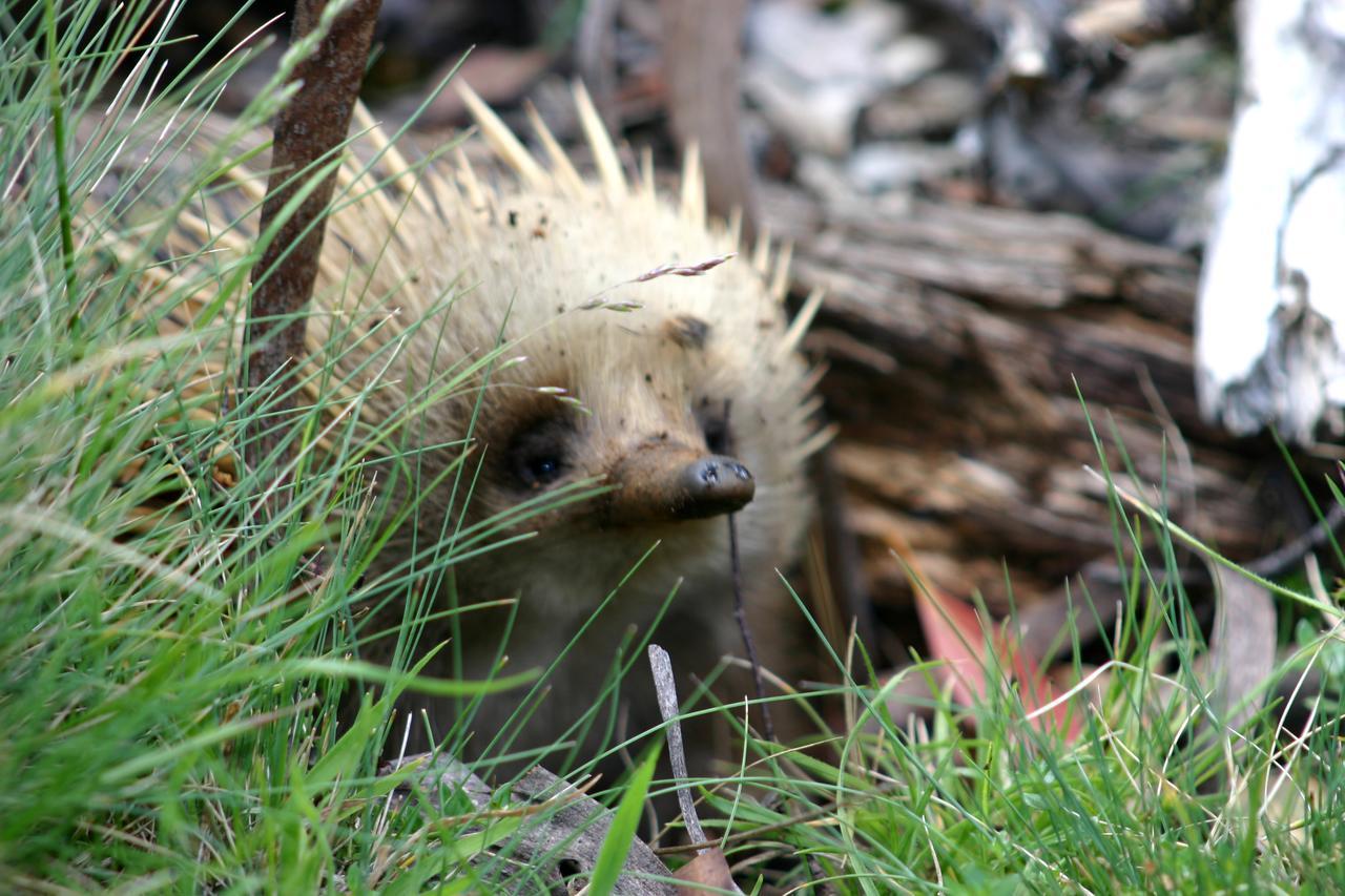 Wombat Cabin Villa Moina Bagian luar foto