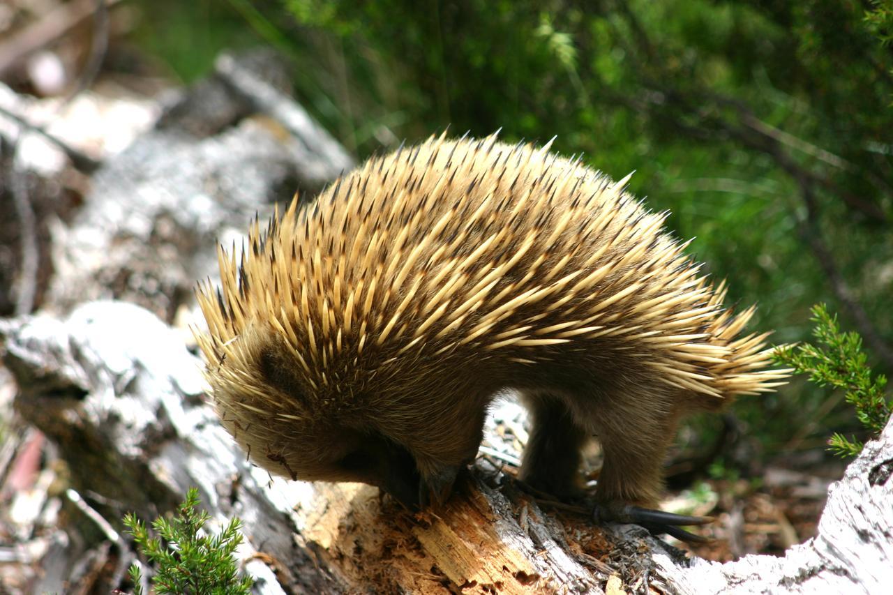 Wombat Cabin Villa Moina Bagian luar foto